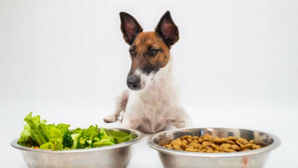 cane di piccola taglia è seduto di fronte a due ciotole: quella a sinistra contiene dell'insalata verde, quella a destra del cibo secco per cani.