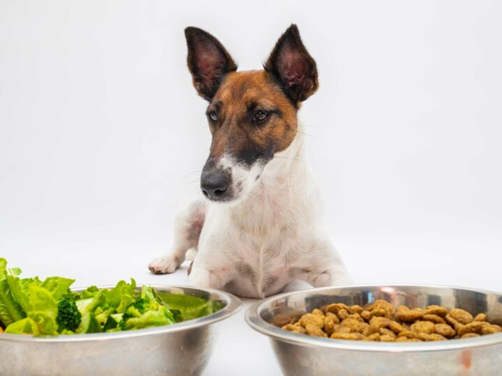 ¿Puede el perro ser vegano?