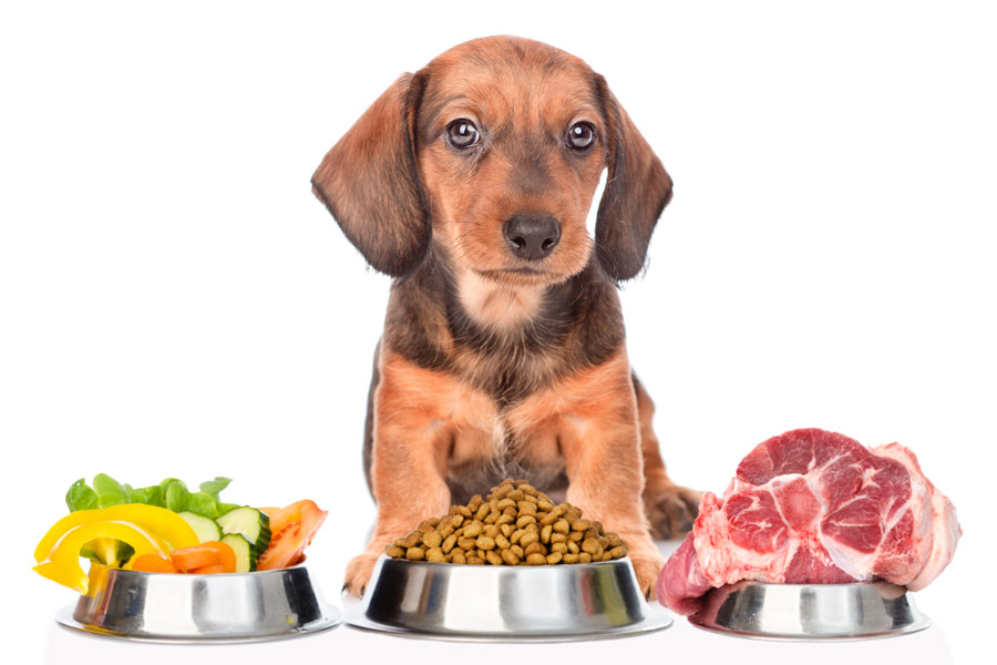 Cucciolo di cane di fronte a tre ciotole: quella a sinistra contiene verdura, quella al centro del cibo secco per cani e quella a destra della carne fresca