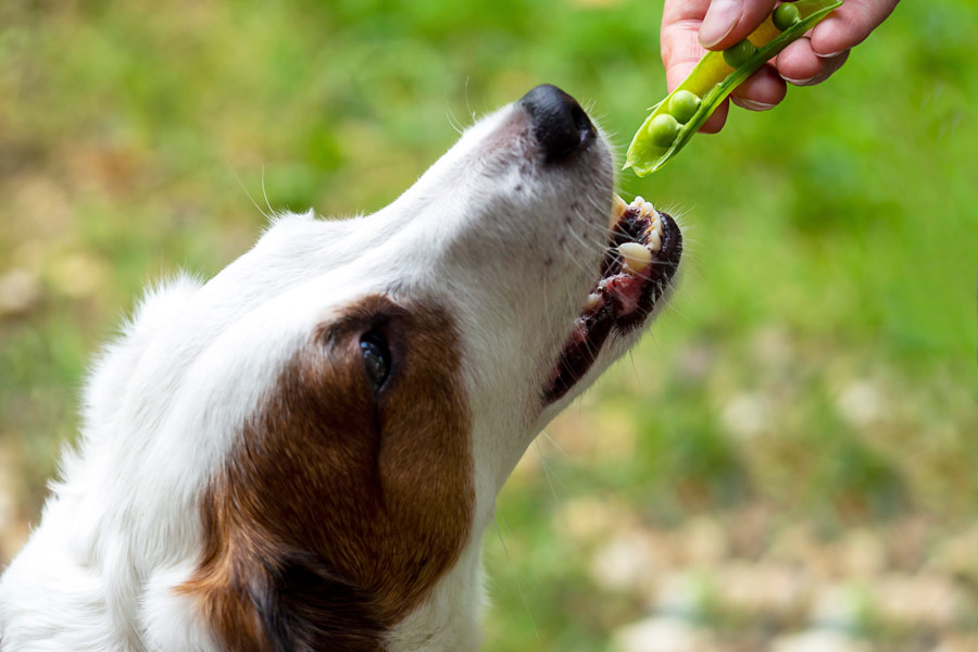 Cane bianco e marrone di media taglia è proteso in avanti nell'intento di mangiare dei piselli freschi.