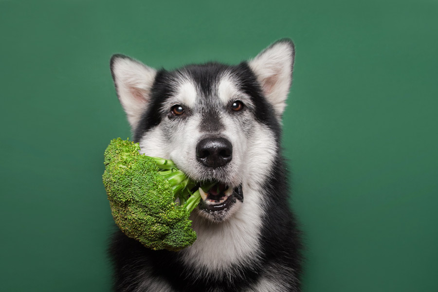 Cane Husky tiene saldamente in bocca una pianta di broccolo verde.