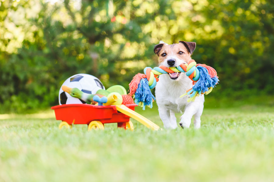 Small-sized dog holds a dog toy between his teeth while he walks near a small plastic cart filled with other canine toys.