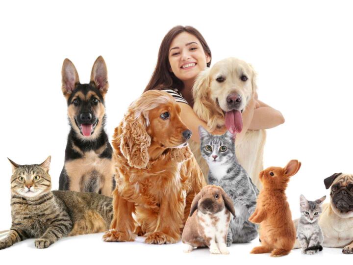 How to choose the right pet for you