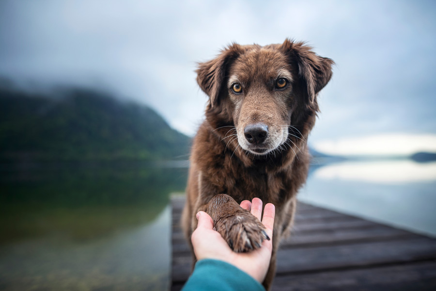 cane di border collie porge la zampa suopra la mano di un essere umano.