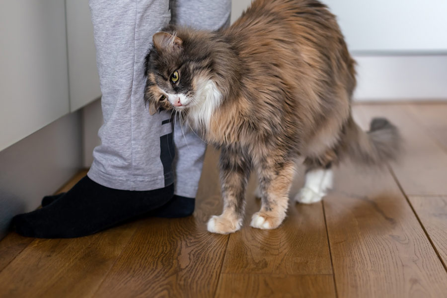 Tricolor long-haired cat cuddles on the legs of a human.