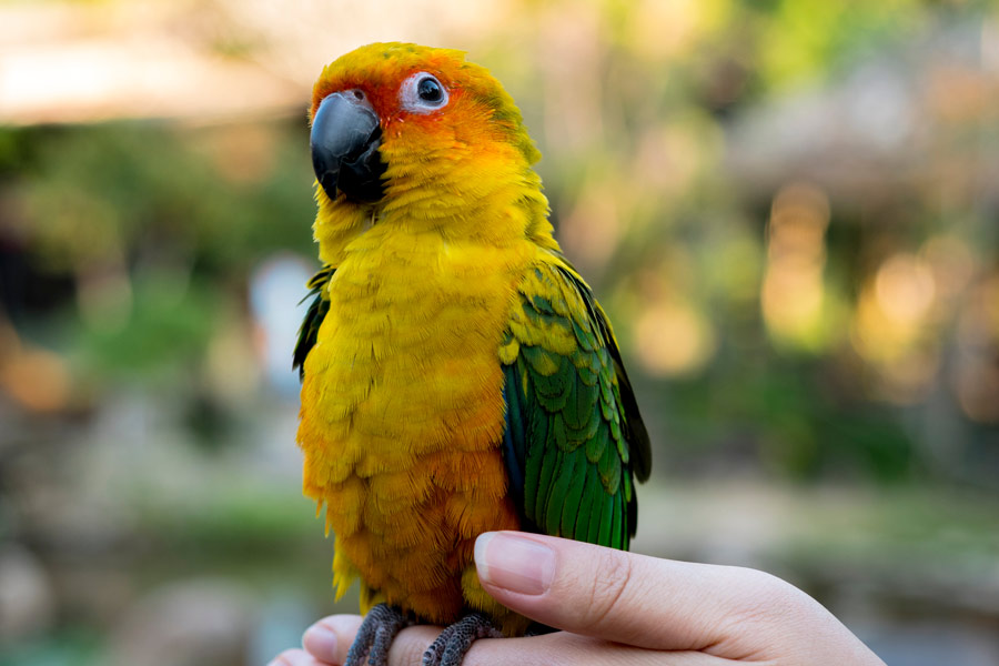 A parrot with yellow, orange and green plumage is perched on a person's hand.