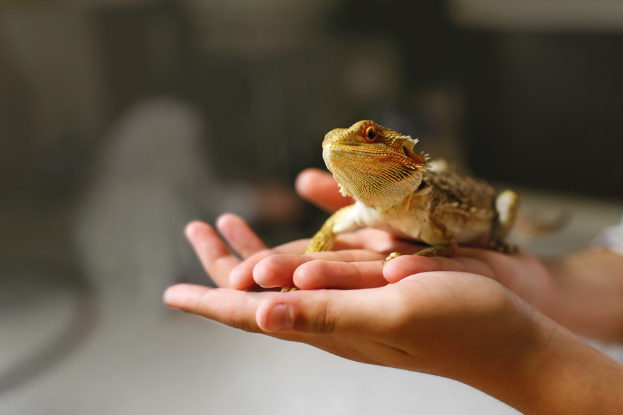 Bearded dragon specimen is held in the hand of a person.