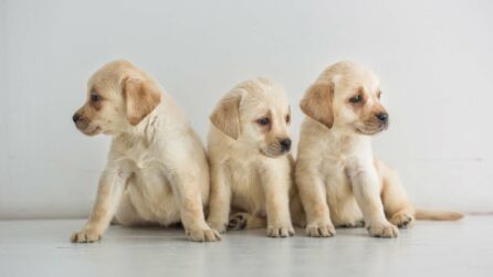 tre cuccioli di golden retriever sono seduti fianco a fianco