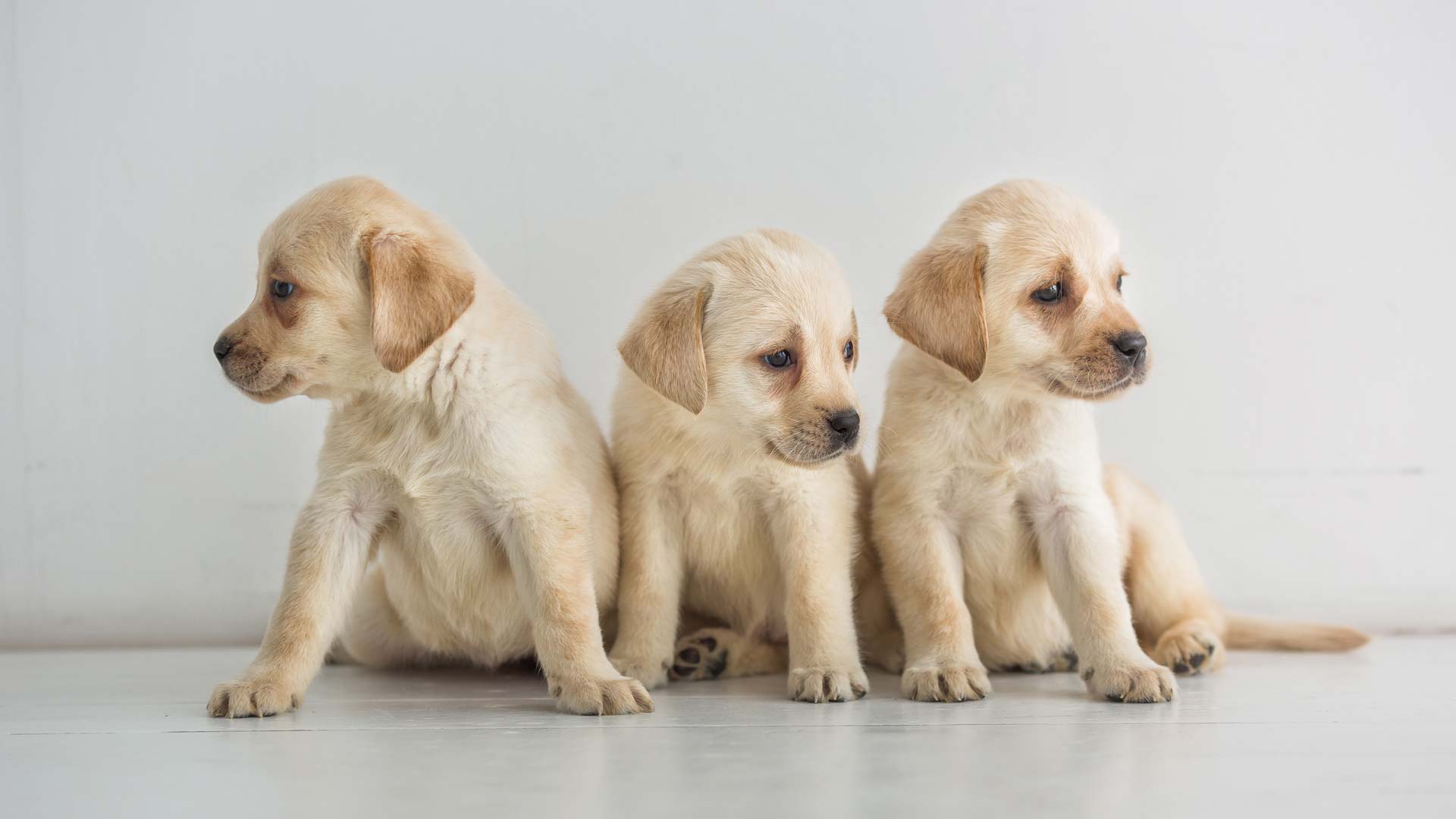 ¿Cuánto puede vivir un perro? - YUUP!
