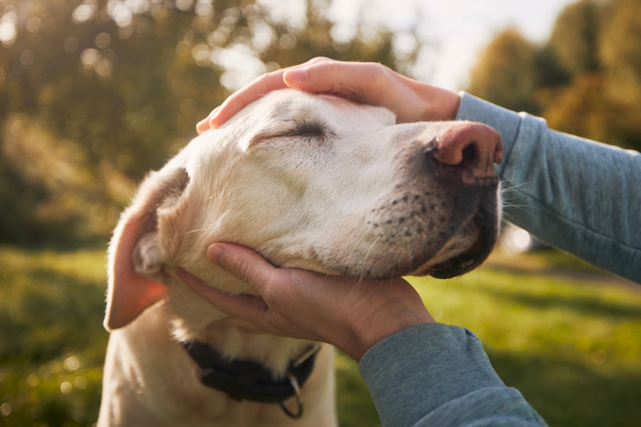 Labrador dog lets his muzzle be petted by a woman's hand.