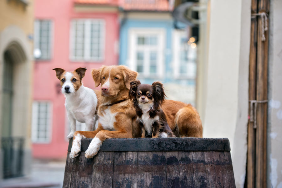 Tre cani di diversa taglia sono seduti l'uno affianco all'altro sopra una botte di legno.