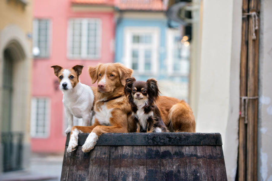 Three dogs of different sizes are sitting next to each other on a wooden barrel.