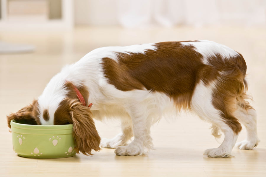 Brown and white puppy dog ​​eats with his muzzle fully inside the food bowl.