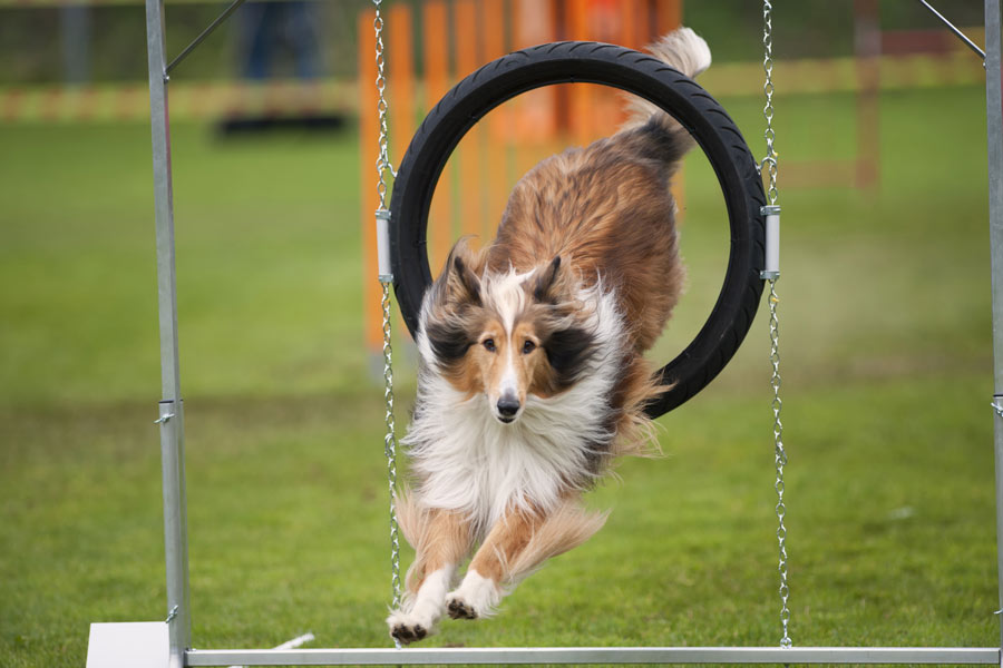 Ejemplar de pastor escocés durante actividades de agility canina mientras salta en medio de un aro de goma.