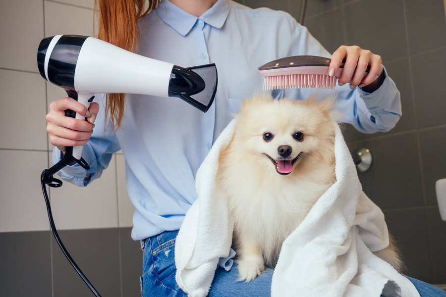 A specimen of a Pomeranian sitting on a woman's legs while she dries him with a hairdryer and brushes his head.