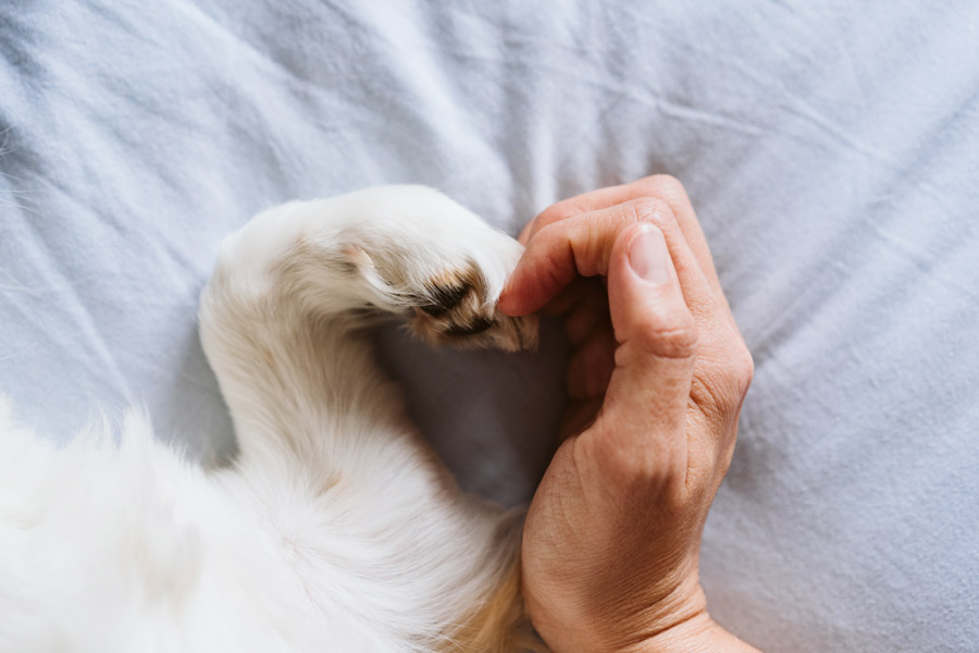 Heart-shaped man's hand and dog's paw are placed on a white fabric.