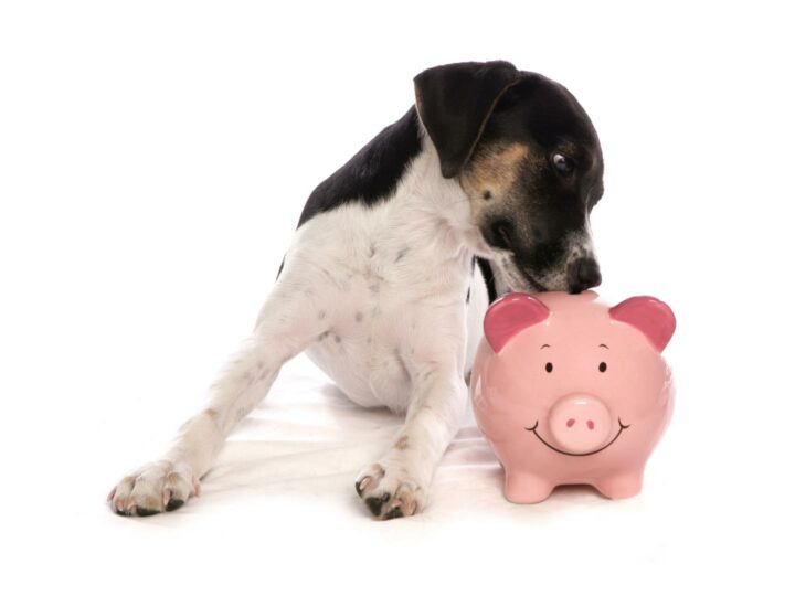 The costs of dog parenthood