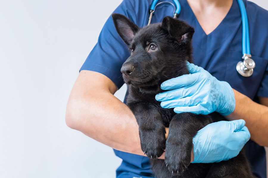 Cucciolo di cane dal manto scuro in braccio ad un veterinario.