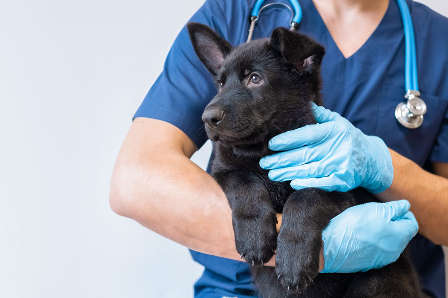 Dark-coated puppy dog in the arms of a veterinarian.