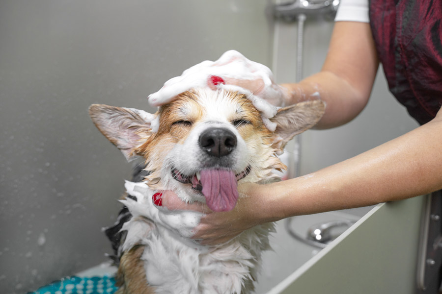 Corgie breed dog is washed in a grooming tub. The dog has an amused expression.