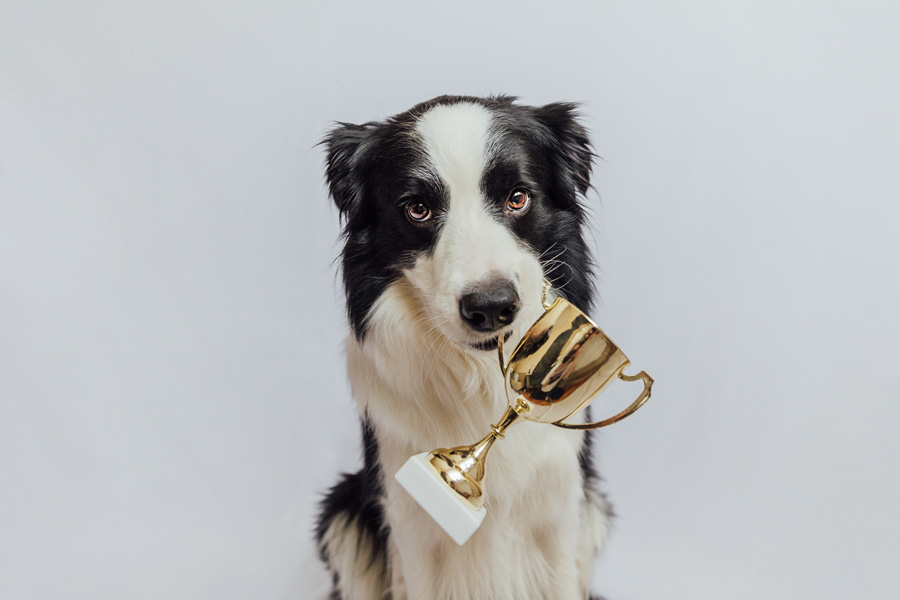 Cane di border collie bianco e nero tiene una coppa giocattolo tra i denti.