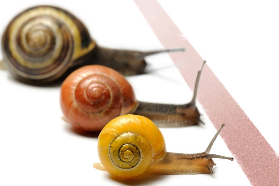 Three snails are aligned behind a red line.