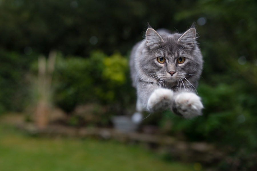 Gray-haired cat caught jumping in the air with his body tensed.