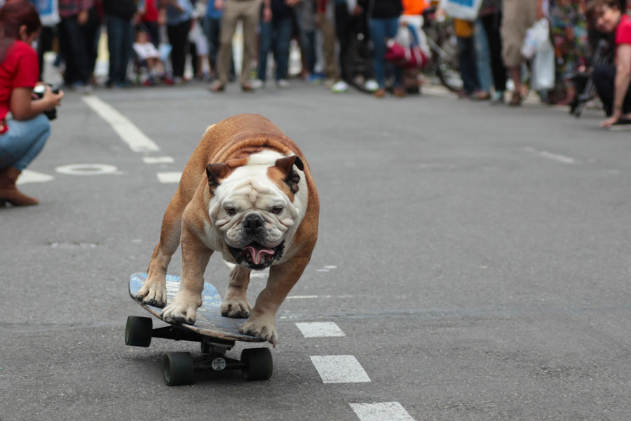 Cane di bulldog francese corre a bordo di uno skateboard.