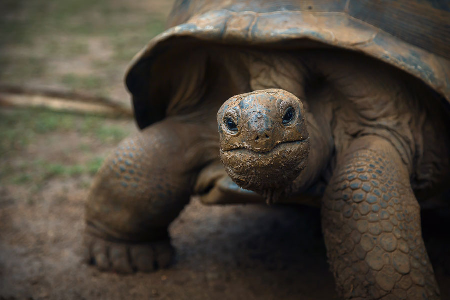 Close-up shot of a tortoise.