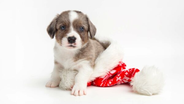 Cucciolo di cane seduto dentro un cappello di Natale