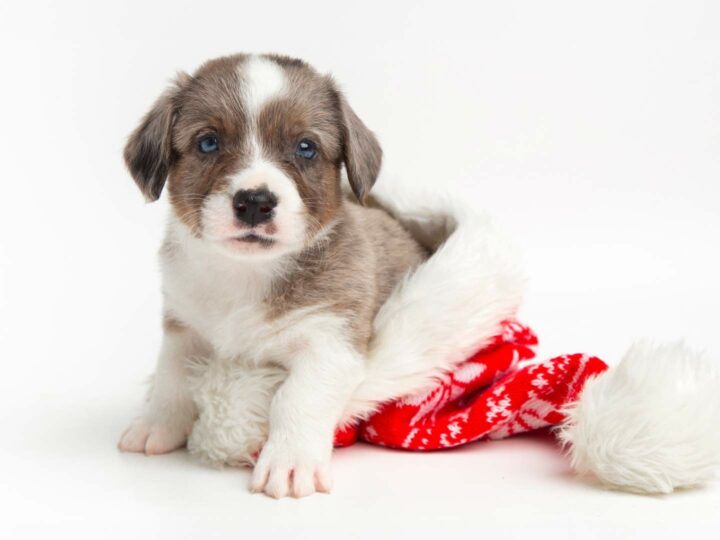 Giving a puppy as Christmas gift: yes or no?