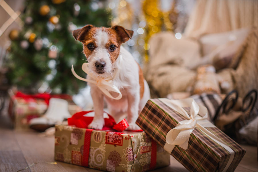 Cucciolo di cane seduto sopra un pacco di Natale.
