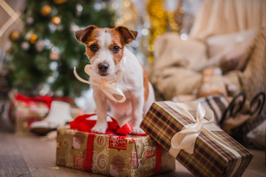 Puppy dog ​​sitting on top of a Christmas package.