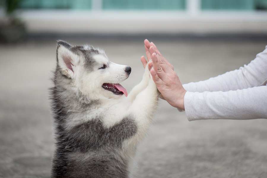 Husky puppy dog ​​is sitting on his hind legs while high-fiving with his front paws on the hands of a human.