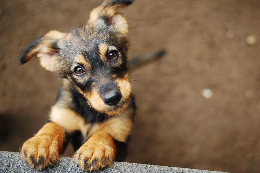 Cachorro de perro apyado con sus patas delanteras en una pared mientras mira hacia la habitación con una mirada dulce.