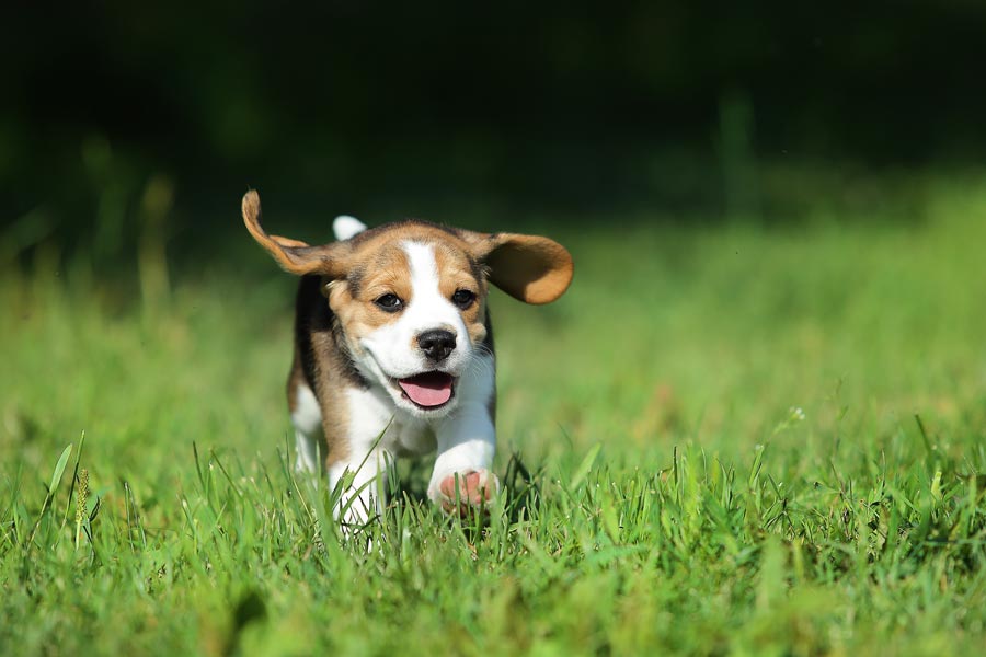 Puppy dog ​​runs free in a meadow.