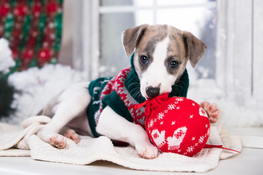 Cucciolo di cane vestito con un abito natalizio per cani è sdraiato mentre gioca con una pallina di Natale.