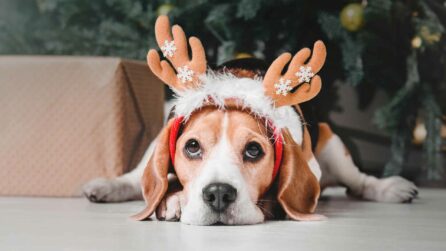 Cane beagle con una decorazione di renna in testa è disteso a terra