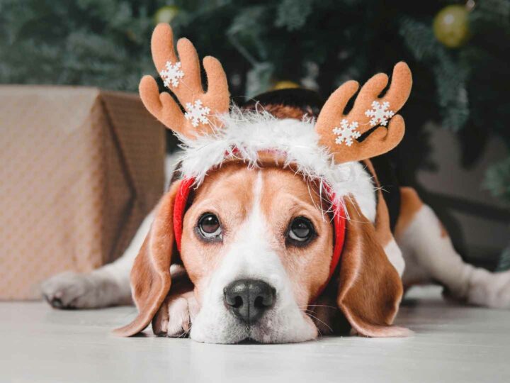 Ai cani piace il Natale?