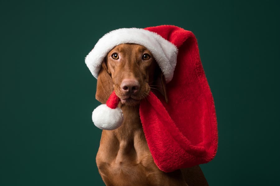 Small brown dog wearing Santa hat