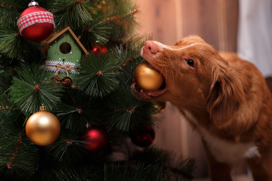 Perro labrador agarra con su boca una bolita del árbol de Navidad