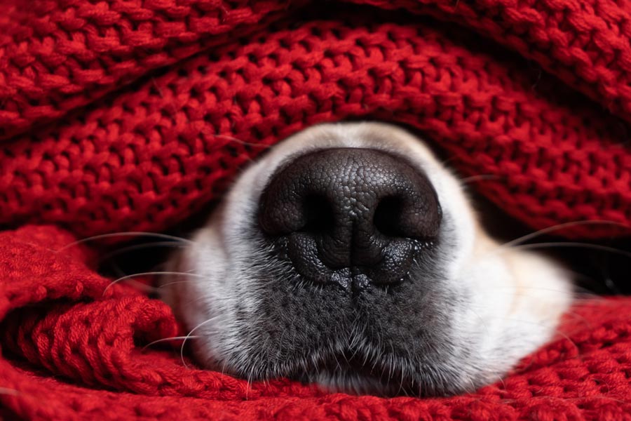 Perro blanco acostado debajo de una cobija, de la cual sólo emerge su nariz