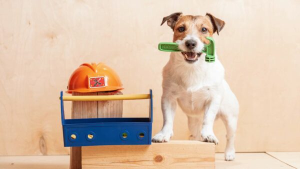 Cane beagle con degli attrezzi da lavoro giocattolo. Ci sono una cassetta degli attrezzi, un caschetto e in bocca il cane tiene un martello in plastica