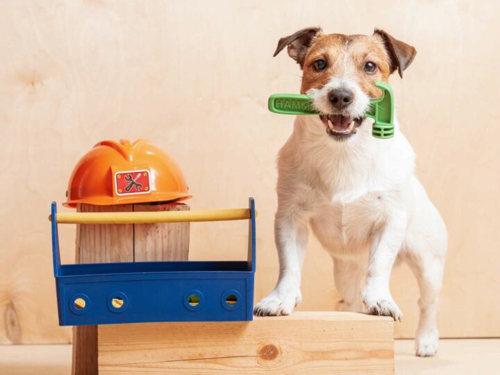 Costruire una cuccia per il cane