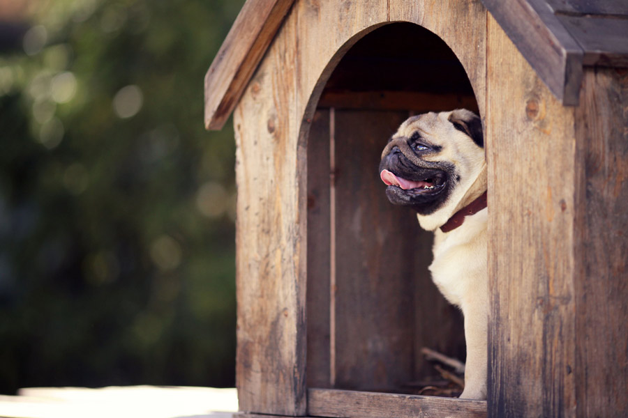 Pug dog sitting inside his own wooden doghouse