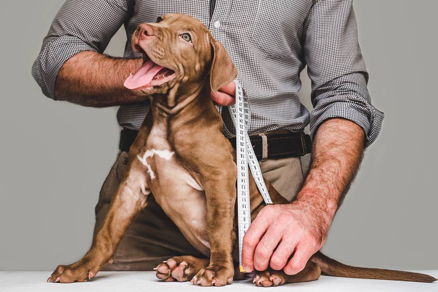 Uomo misura un cane con un metro da sarto