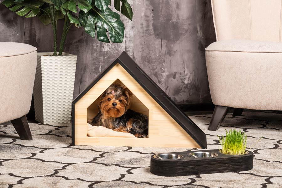 cane di piccola taglia seduto dentro la sua cuccia nel soggiorno di casa