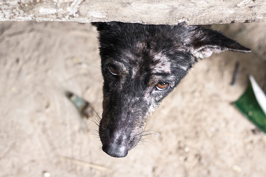 diritti degli animali maltrattamenti