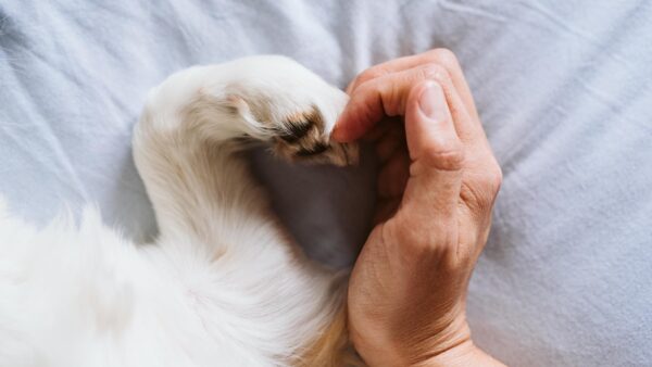 diritti degli animali per umani