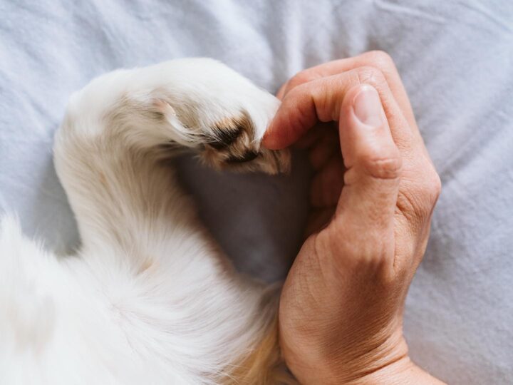 Derechos de los animales: ¿qué podemos hacer para respetarlos quedándonos a su lado?